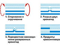 Кроссинговер (схема)