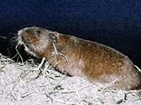 Кротовидный гофер (Thomomys talpoides)