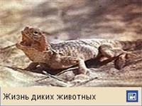 Круглоголовка