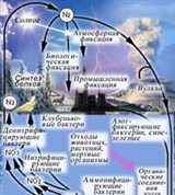 Круговорот веществ (биогеохимический цикл азота)