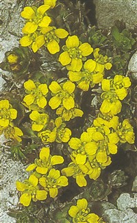 Крупка Саутера – Draba sauteri Hoppe.
