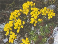 Крупка вечнозеленая – Draba aizoides L.