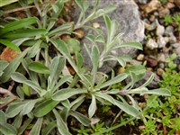 Крупка седоватая – Draba incana L.