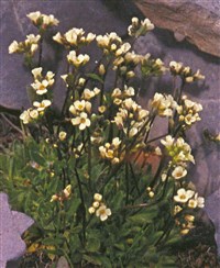 Крупка стручковая – Draba siliquosa Bieb.