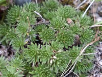 Крупка шершавоплодная – Draba lasiocarpa Rochel.