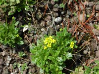 Крупка щетинистая – Draba hispida Willd.