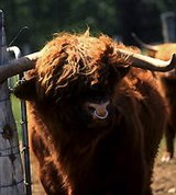 Крупный рогатый скот (бык)