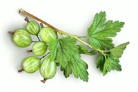 Крыжовник [кулинария]