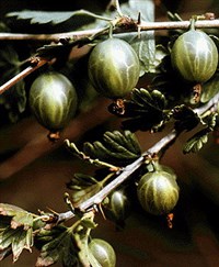 Крыжовник культурный