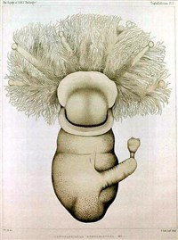 Крыложаберные (Колониальный крыложаберник)