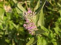 Крылоорешник кландонский – Caryopteris x clandonensis A.Simmonds et Rehd.