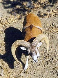 Крымский муфлон (вид сверху)