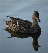 Кряква (самка)