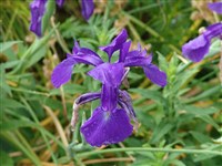 Ксифиум обыкновенный, испанский ирис, ирис ксифиум – Xiphium vulgare Mill.