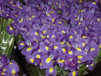 Ксифиум широколистный, английский ирис, ирис ксифиойдес – Xiphium latifolium Mill.