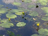Кубышка желтая – Nuphar lutea (L.) Sm. (2)
