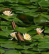 Кувшинка (кувшинки)