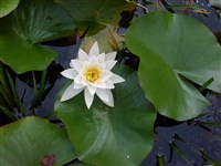 Кувшинка белая – Nymphaea alba L.