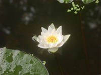 Кувшинка белоснежная – Nymphaea candida Presl. & C.Presl.