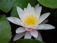 Кувшинка душистая – Nymphaea odorata Ait.