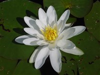 Кувшинка шишковатая, клубневидная – Nymphaea tuberosa Paine.