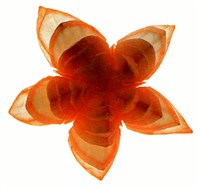 Кувшинки из лука