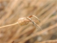 Куколь обыкновенный, посевной – Agrostemma githago L.