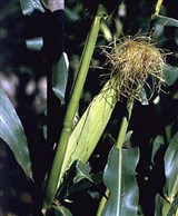 Кукуруза (2)