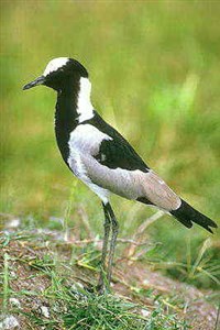 Кулики (кузнец)