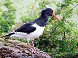 Кулик-сорока (Haematopus ostralegus)
