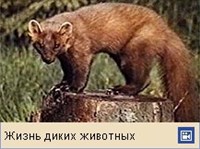 Куницы (лесная куница)