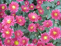 Купава [Род дендрантема – Dendranthema (DC.) Desmoul]