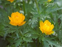 Купальница азиатская, огоньки, жарки – Trollius asiaticus L.