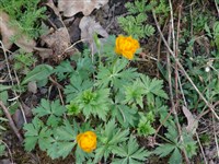 Купальница алтайская – Trollius altaicus C.A.Mey.