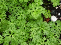 Купальница бесстебельная – Trollius acaulis Lindl.