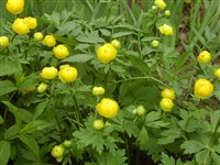 Купальница европейская – Trollius europaeus L.