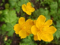 Купальница китайская – Trollius chinensis Bunge