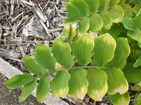 Купена волосистая, широколистная – Polygonatum hirtum (Poir.) Pursh.