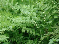 Купена двухцветковая, переменчивая, гигантская – Polygonatum biflorum (Walter) Elliott