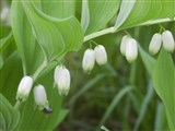 Купена душистая, лекарственная, обыкновенная, японская – Polygonatum odoratum (Mill.) Druce (2)