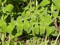 Купена многоцветковая – Polygonatum multiflorum (L.) All.
