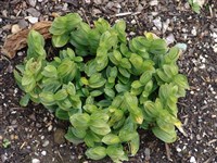 Купена низкая, приземистая – Polygonatum humile Maxim.