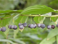 Купена обильноцветковая, восточная – Polygonatum polyanthemum (Bieb.) Dietr. (1)