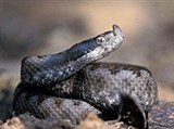 Курносая гадюка (Vipera latasti)