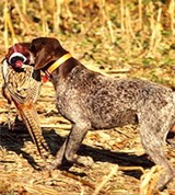 Курцхаар (на охоте)