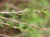 Курчавка колючая – Atraphaxis spinosa L.