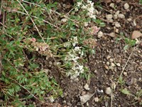 Курчавка кустарниковая, ланцетная – Atraphaxis frutescens (L.) K.Koch. (1)