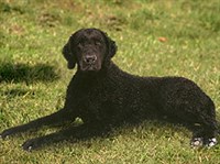 Курчавошерстный ретривер