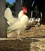 Куры (петух)