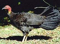 Кустарная индейка (Alectura lathami)